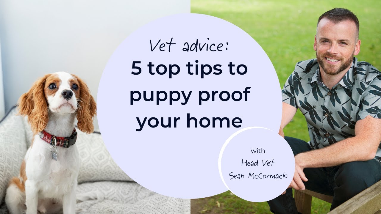 5 top tips to puppy proof your home