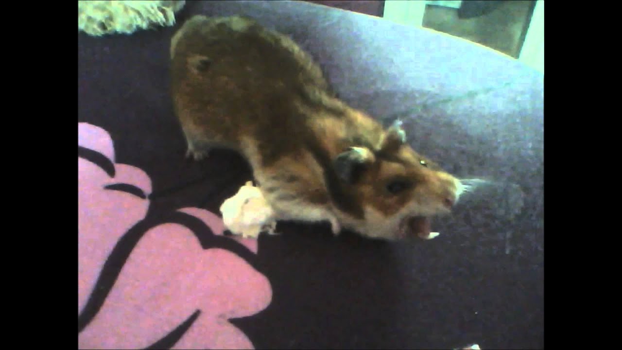 Hamster Yawning In Your Face