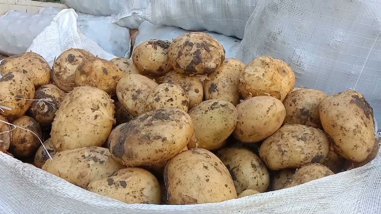 #إنخفاض أسعار البصل التوم و إستقرار اسعار الطماطم و البطاطس و جولة في سوق الفاكهة و السمك 