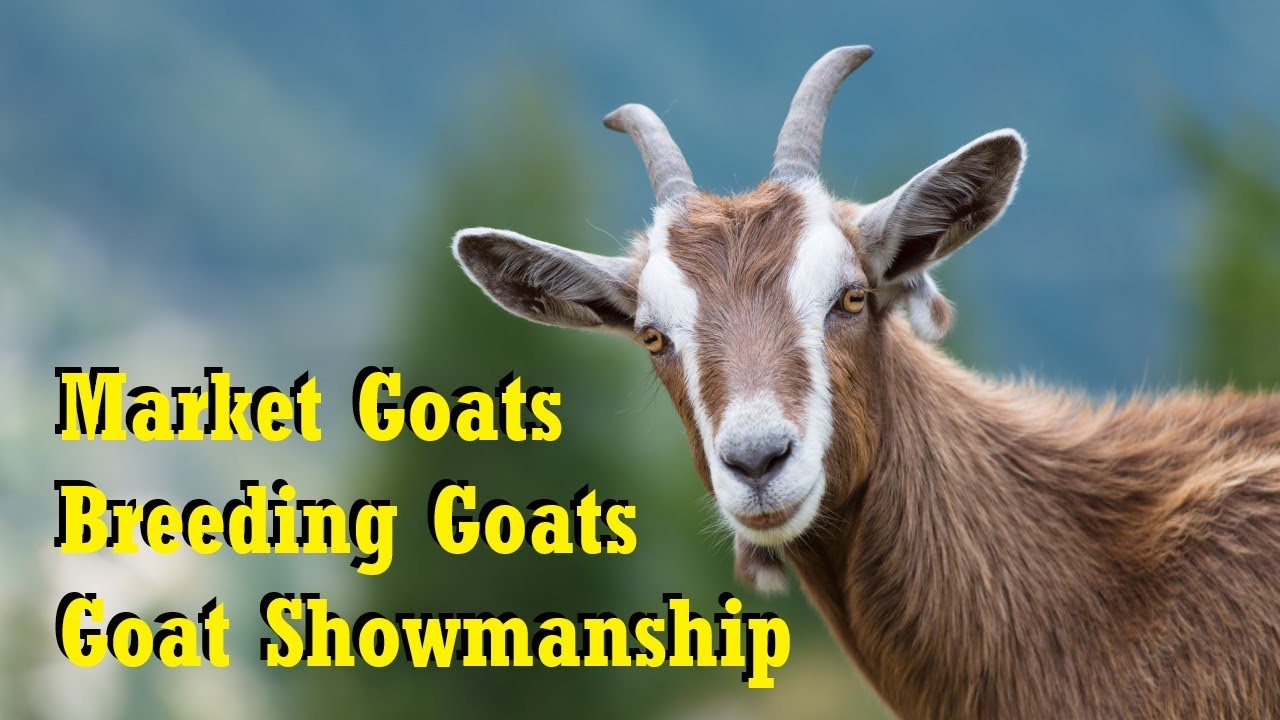 2026 ACYFLS - Market Goat, Breeding Goat & Goat Showmanship
