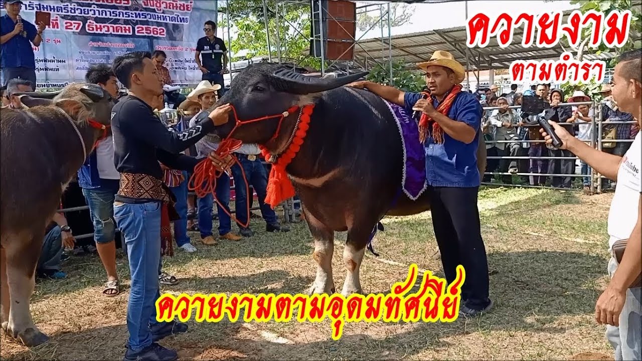 วิธีการดูควายงามตามอุดมทัศนีย์ ตำราโบราณ โดยอาจารย์โยชาวนาซี8