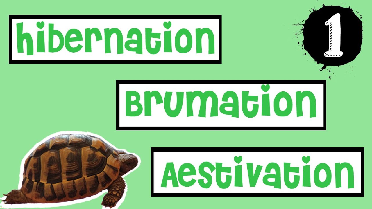 Hibernation, Brumation and Aestivation | Tortoise Hibernation Ep.1