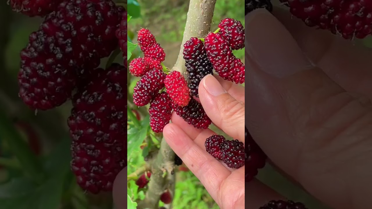 A simple life is what many people desire #lowcostgarden #fruit #countryside #garden #farming