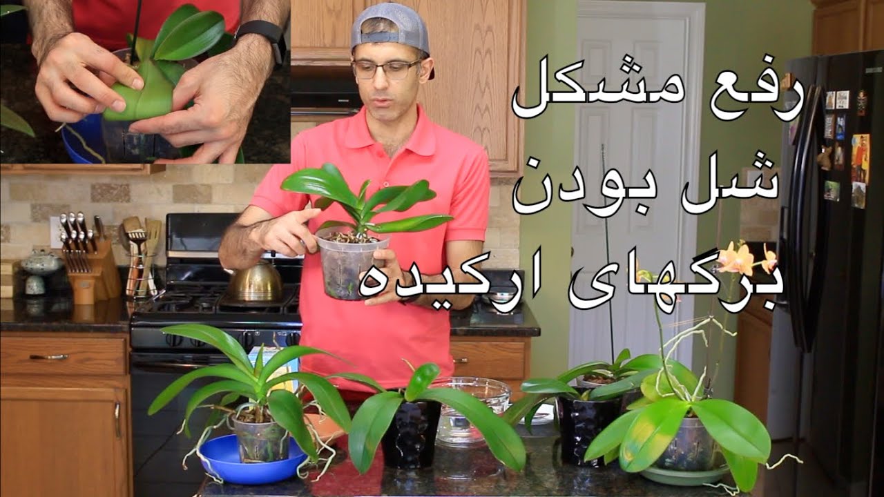 نگهداری از گل ارکیده - رفع مشکل شل و پژمرده بودن برگ های گل ارکیده