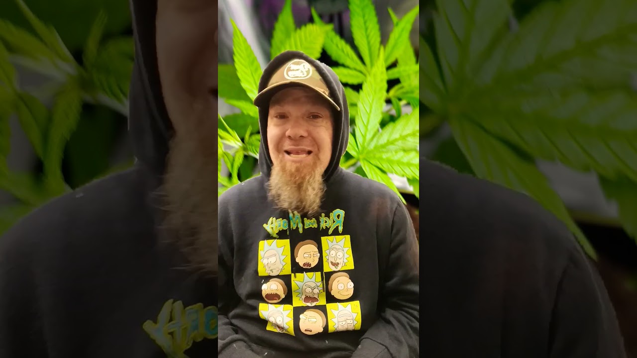 welcome to my new channel...yup we smoke weed here...