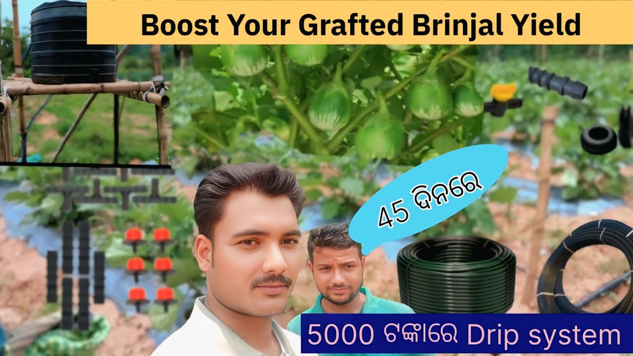 କମ ଖର୍ଚ୍ଚ ରେ  ବୁନ୍ଦା ଜଳ ସେଚନ l Low cost #DripIrrigation system in Grafted #Brinjal #farming💧