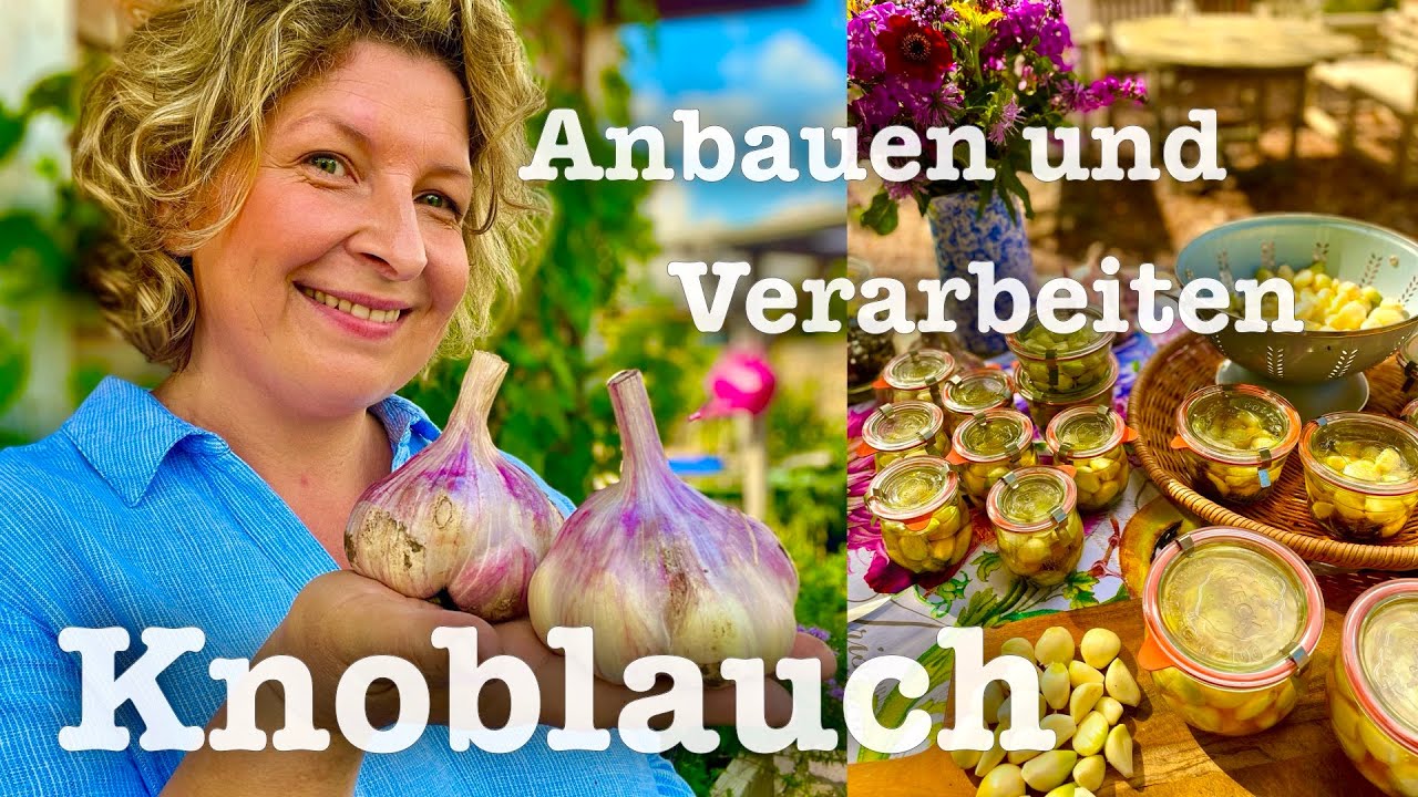 #47 Knoblauch 🧄 so erntest du riesige Knollen 🧄 leckere Rezepte für die Vorratskammer
