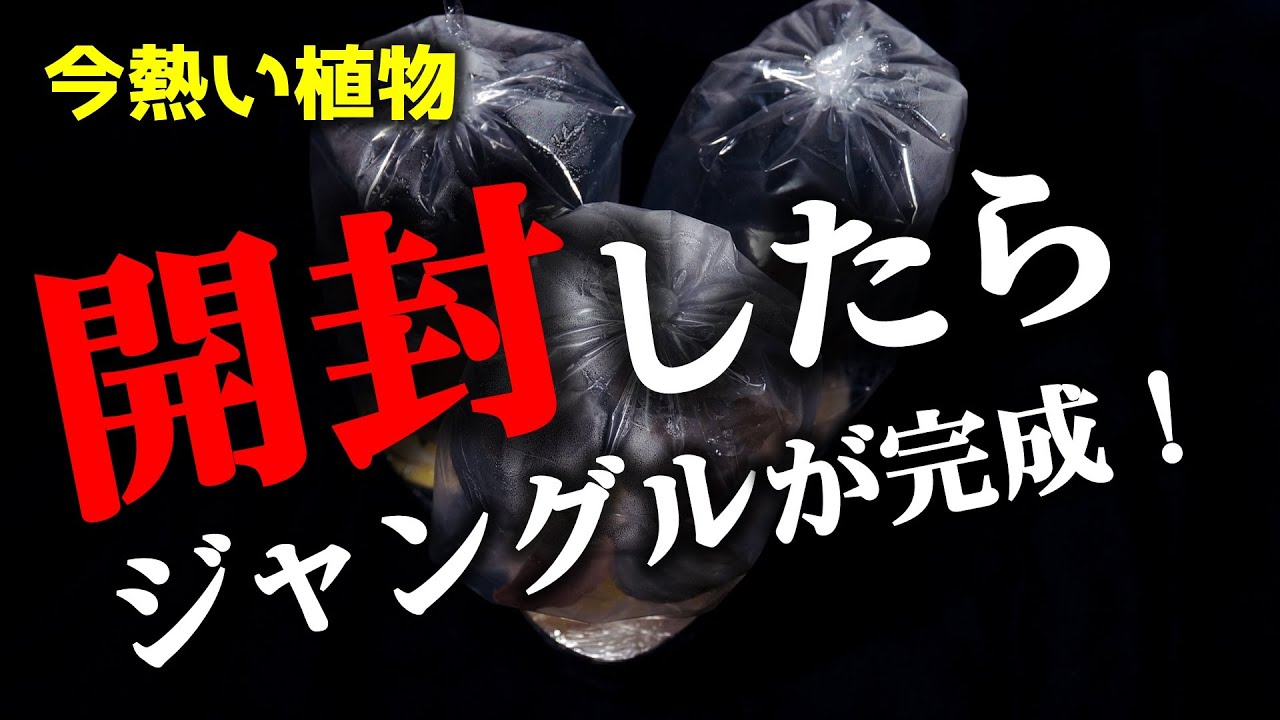 【注目度爆上がり中】”１度買ったら止まらない”観葉植物が届きました♪【ホマロメナ】【熱帯植物】