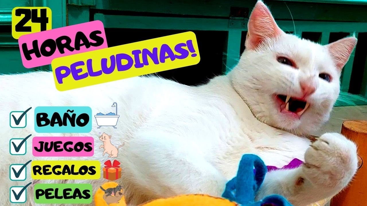 24 HORAS con mi GATO!! 🐱 Cuidando y CONSINTIENDO a Milky Todo el DIA! 💦BAÑO Divertido!
