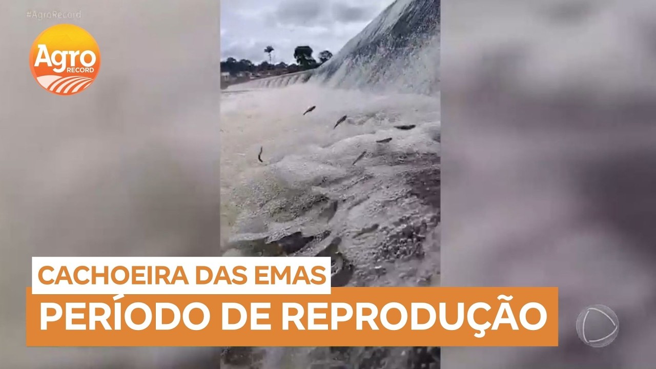 Peixes sobem o Rio Mogi Guaçu para a reprodução