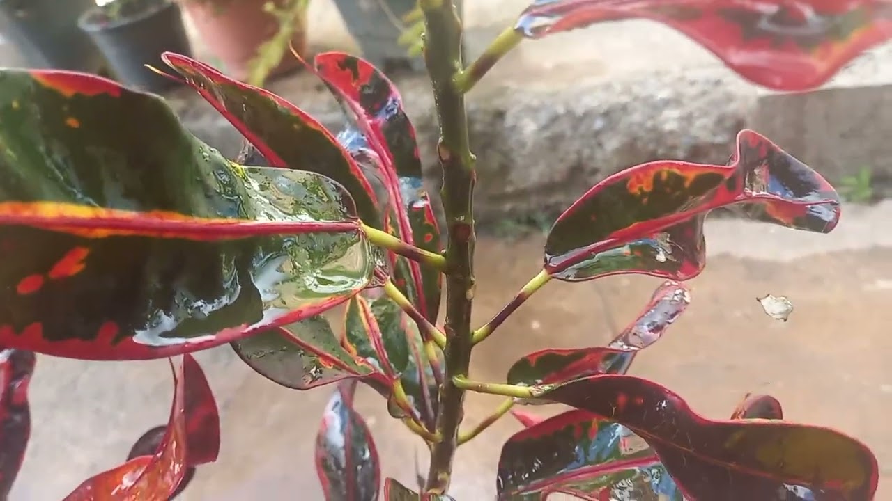 #croton caindo as folhas # é normal o croton estar caindo as folhas?