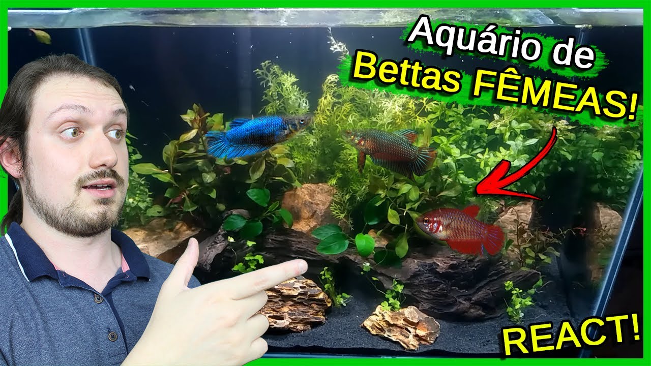 Montando um Aquário de Bettas FÊMEAS! - React