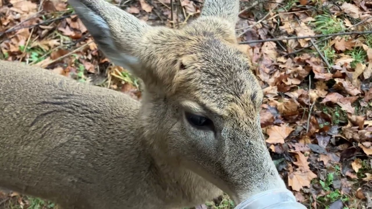 Белохвостый олень, самец с пуговицей #whitetailbuck #whitetail @ The Hillbilly Hoarder