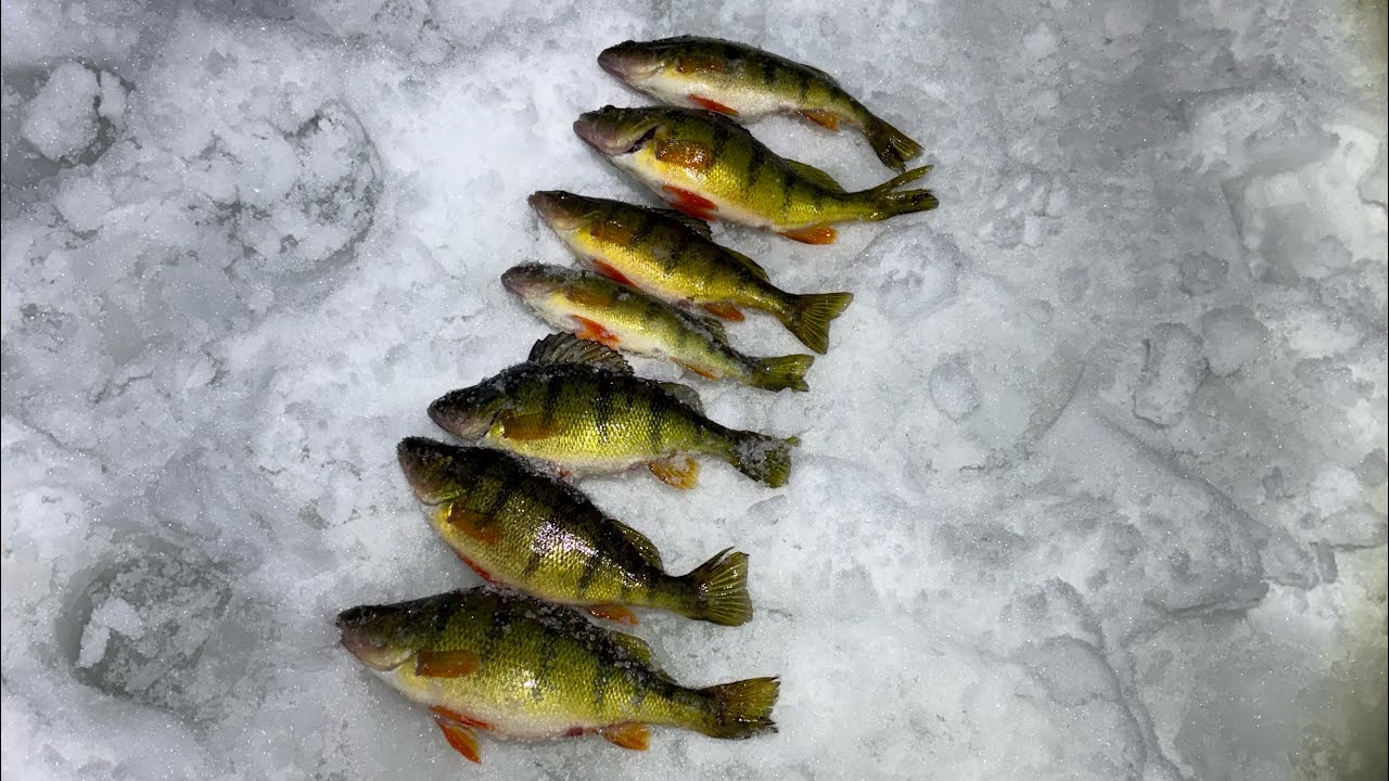 JUMBO PERCH Ice Fishing in Alberta! New PB