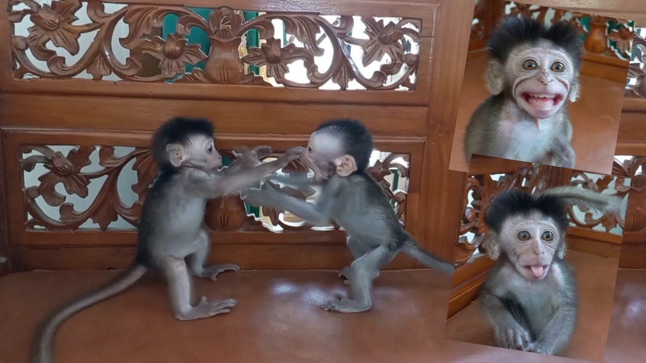 Baby monkey keko fighting #babymonkey#monpai#kekomonpaichannel