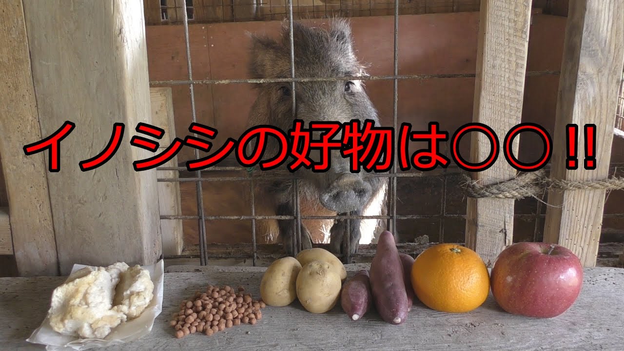 たけうしサイエンス『イノシシ誘引に効果的な食材とは？』