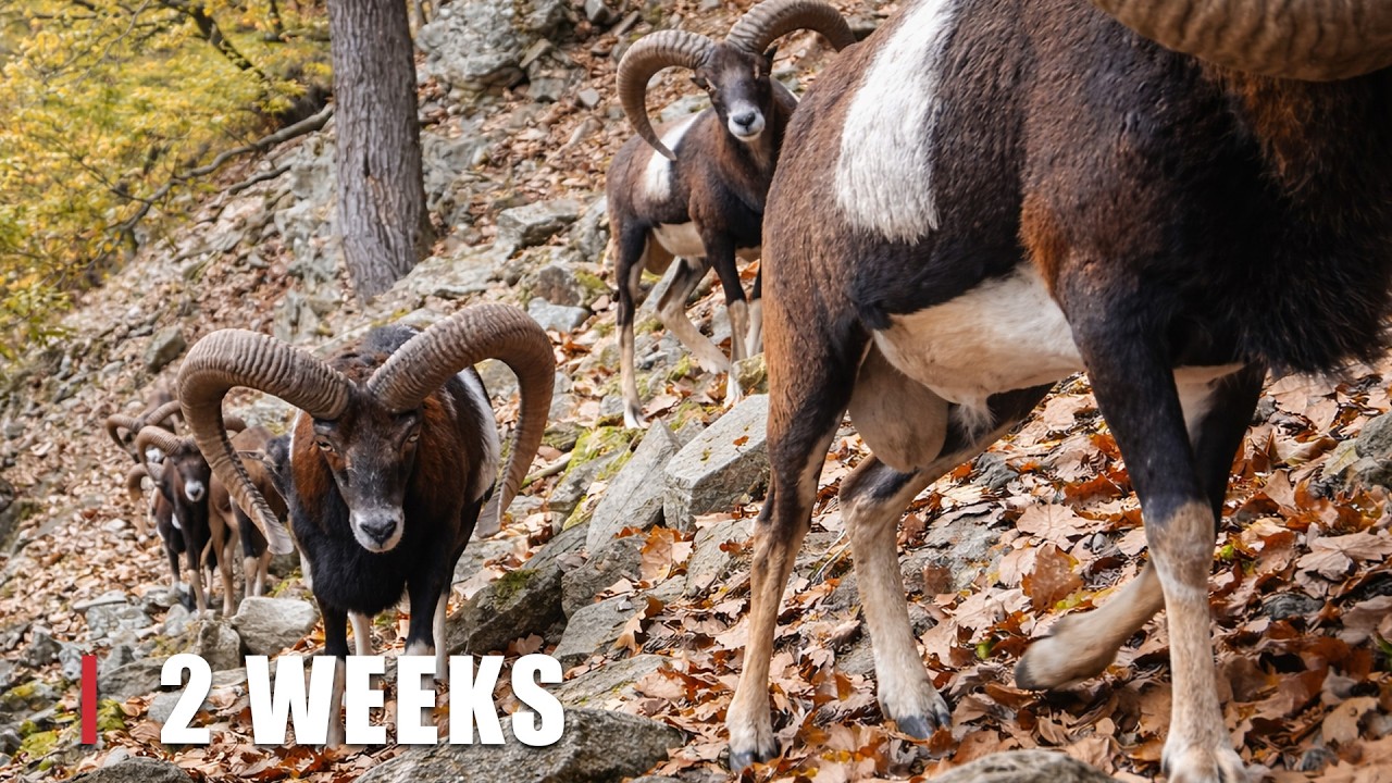 Life in the Forest: 30 Minutes of Real Trail Camera Footage