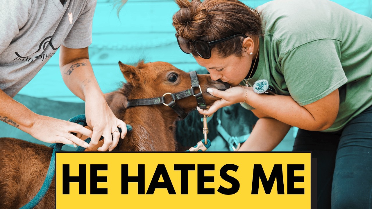 He HATED This... | Miniature Horse Baby's First Bath!