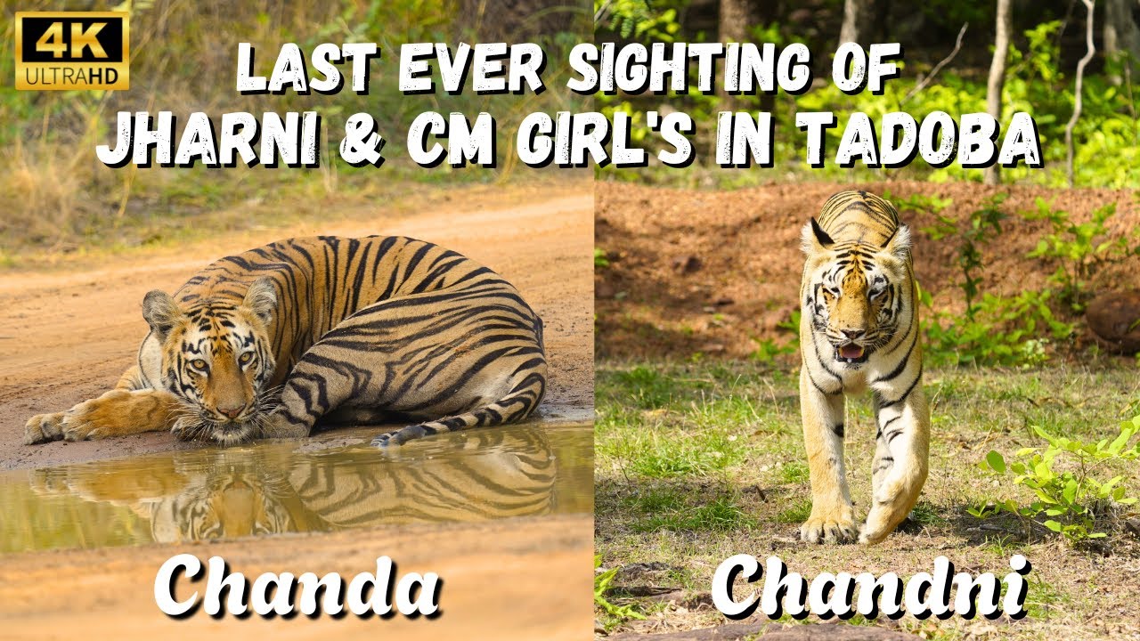 Last Ever Sighting of Jharni & CM Girls in Tadoba | Chanda & Chandni Sighting before Translocation |