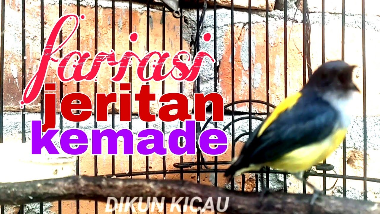 Kemade bunga api gacor,suara fariasi untuk memancing emosi kemade bahan.