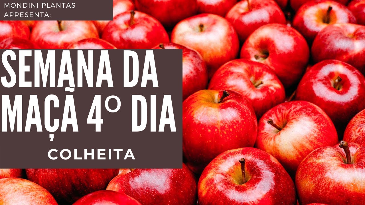 Mondini Plantas: semana da ma&ccedil;&atilde; dia 4- Colheita #shorts