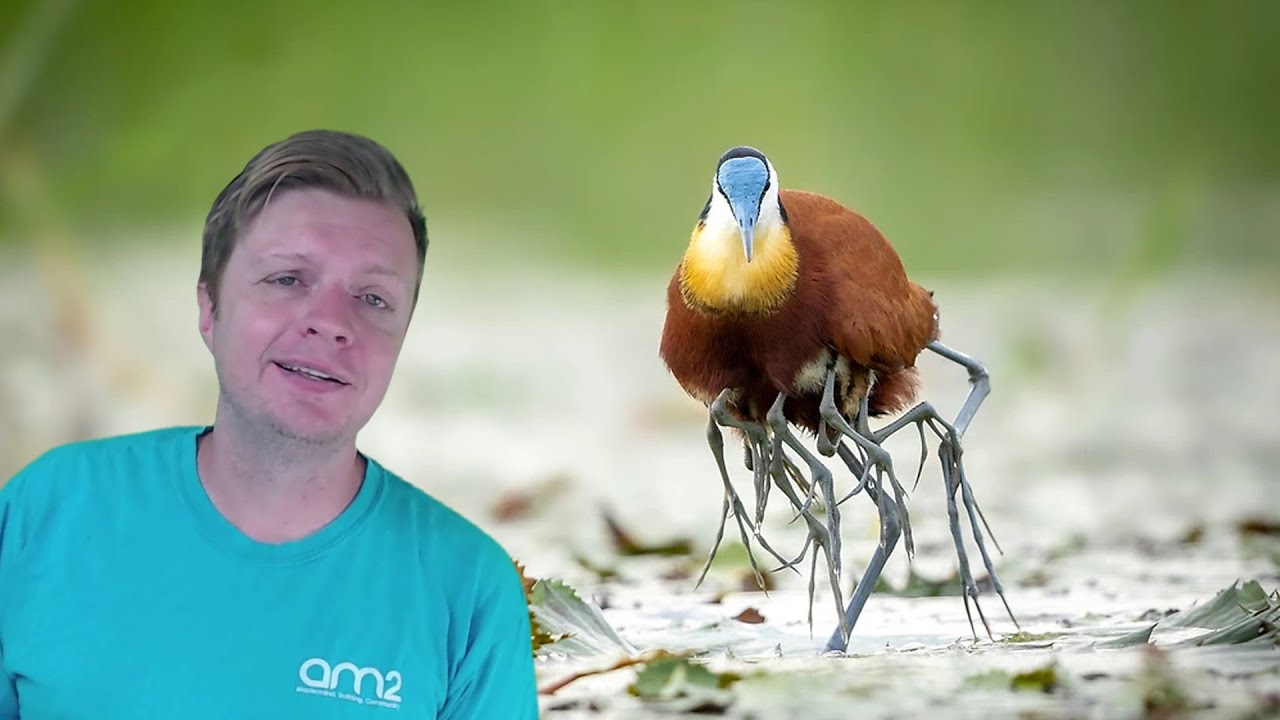 Amazing Bird Species Where Dad Does All the Parenting