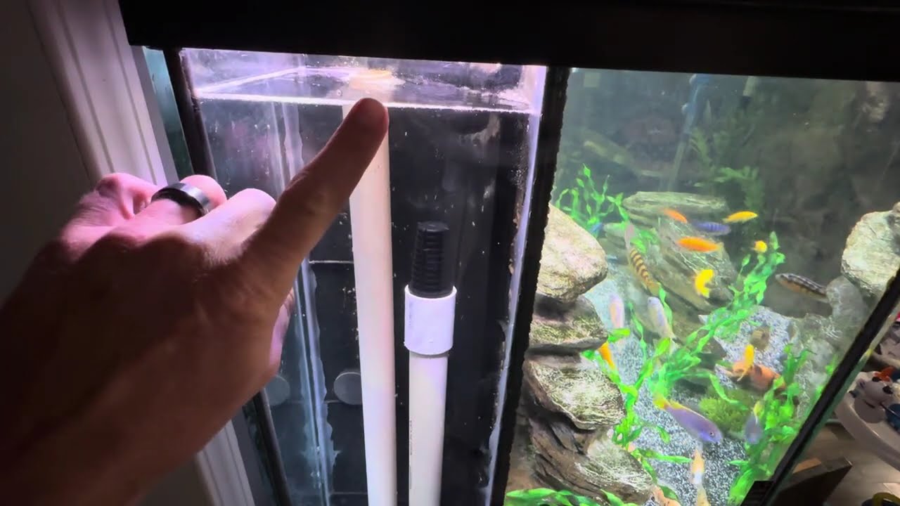 Herbie Method Overflow Freshwater Aquarium