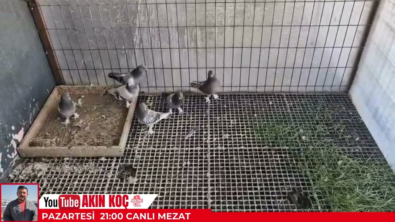 Şampiyonun Yavruları Akın Koç Canlı Mezat
