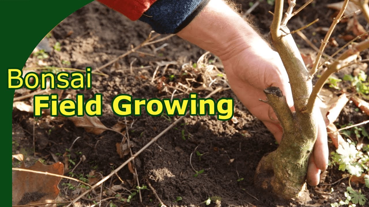Growing Bonsai Trunks in the ground