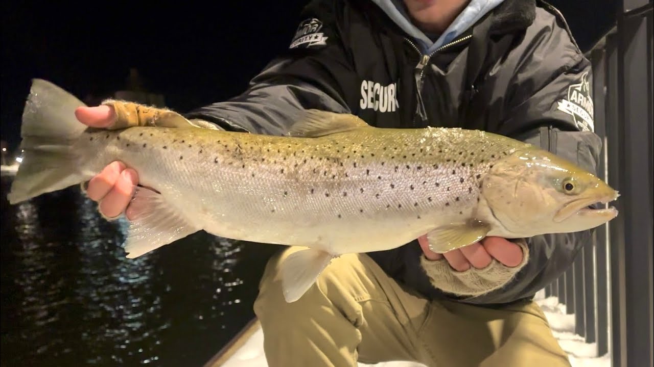 The last Winter night Trout! Browns and rainbows
