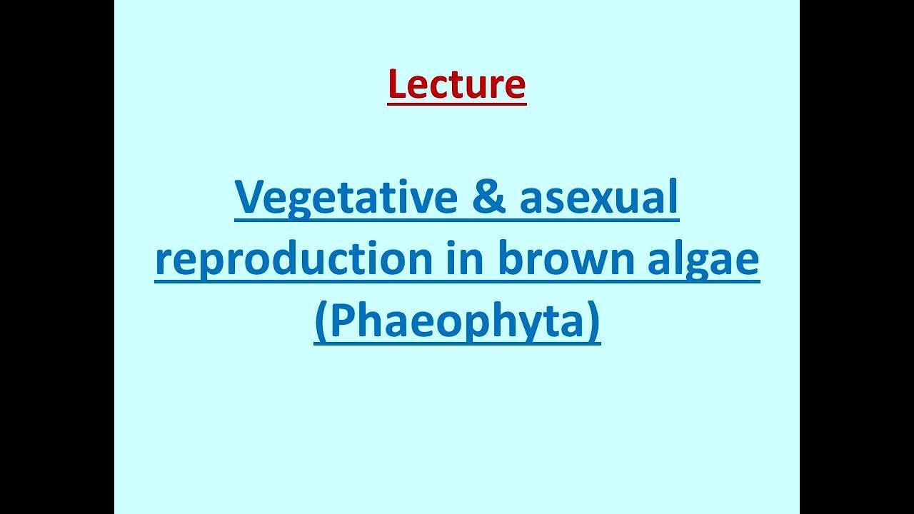 Vegetative & asexual reproduction in Brown Algae #brownalgae #phycology #reproduction
