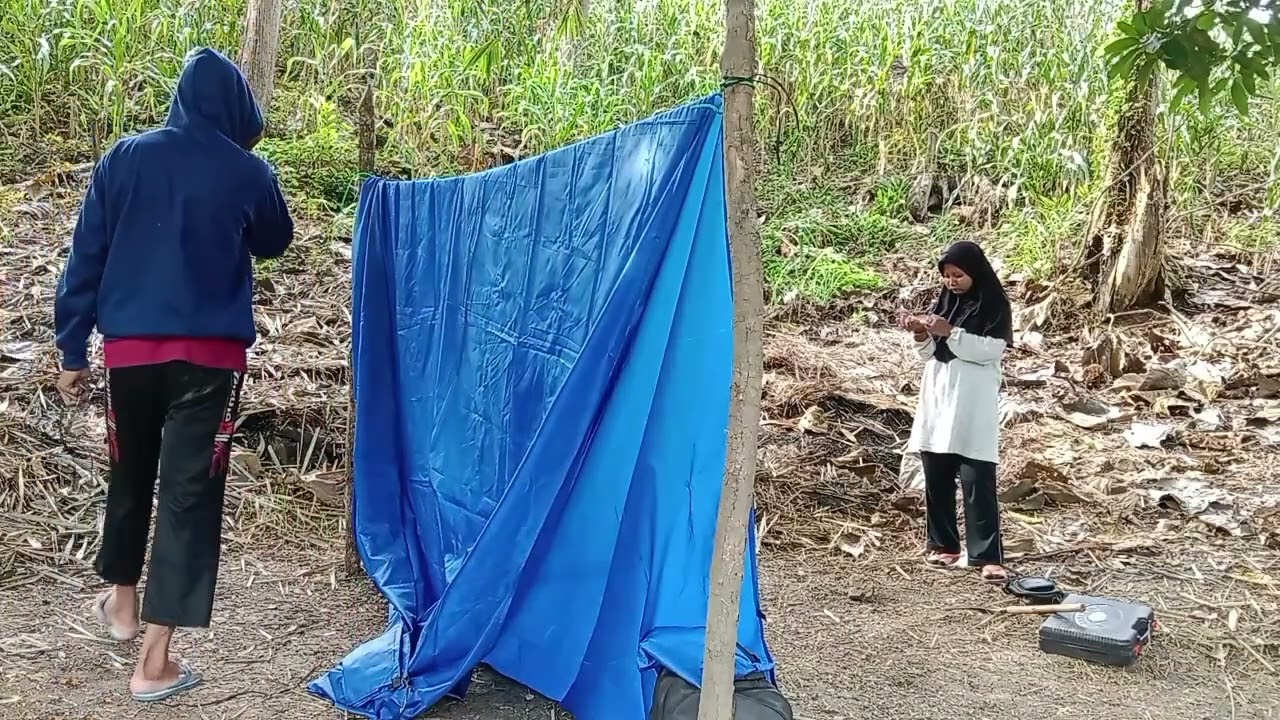 Membangun shelter di pinggir sawah dan bakar jagung muda manis #semuaorang #survival #viralvideo 