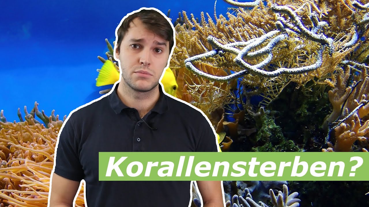 Korallensterben - Klimawissen, kurz&b&uuml;ndig