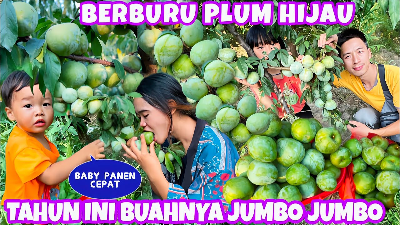 PANEN BUAH PLUM HIJAU JUMBO,BABY ZHEYU PANENNYA CEPAT BANGET