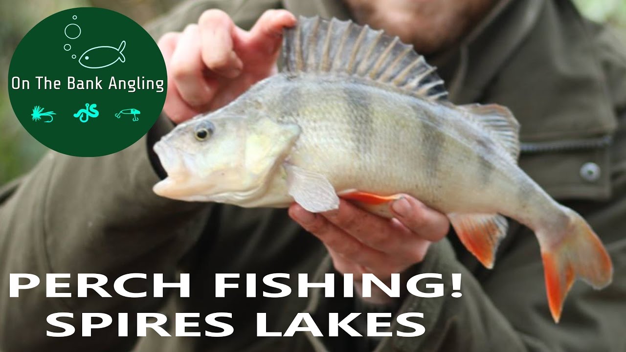 Commercial Specimen Perch fishing - Spires Lake