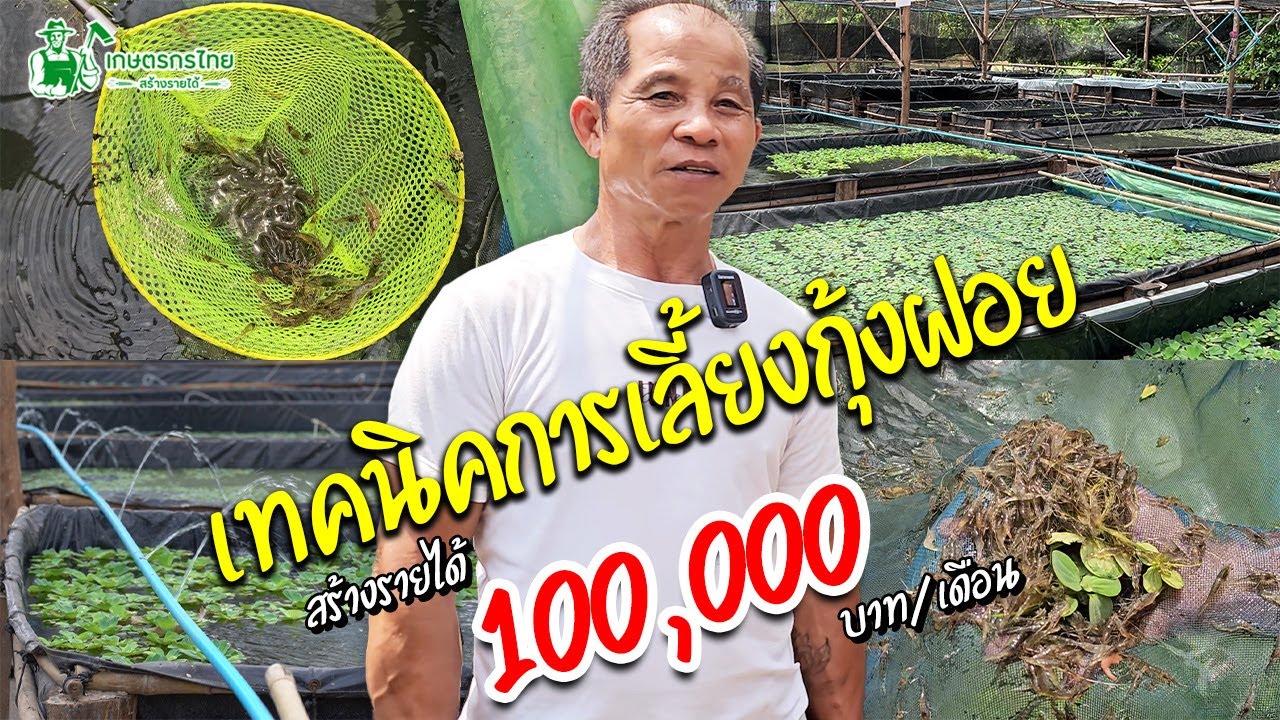เทคนิคการเลี้ยงกุ้งฝอยสร้างรายได้ เลี้ยงแบบนี้มีรายได้เดือนละ 100,000 บาท