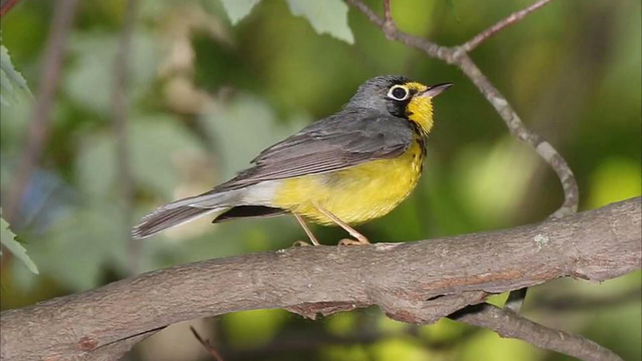 Canada Warbler Bird Song Video: Bird Songs Eastern North America-Peaceful Nature Sounds