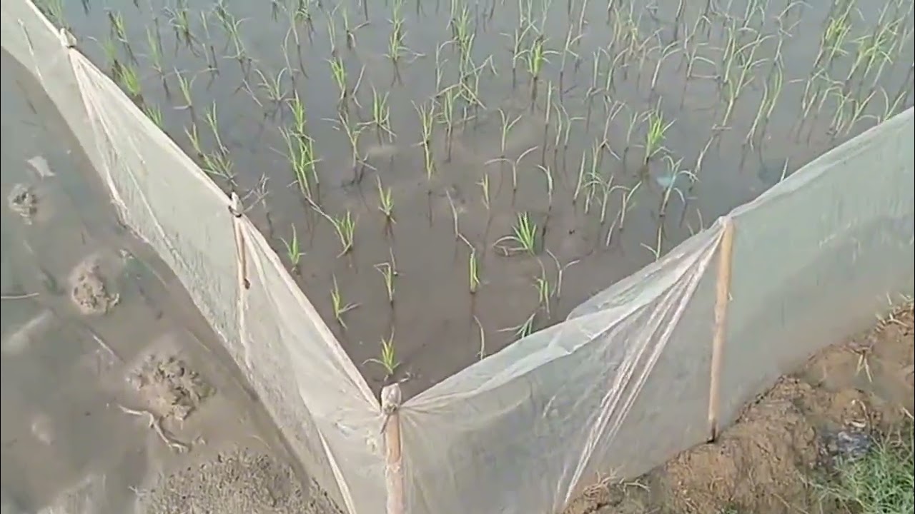 Hôm Nay Mình Đi Tỉa Dặm Lúa Chiêm!