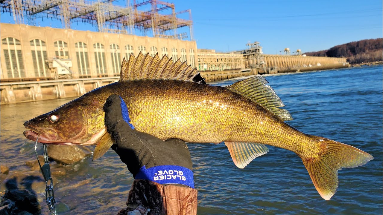 Maryland Walleye Fishing Conowingo Dam Susquehanna River