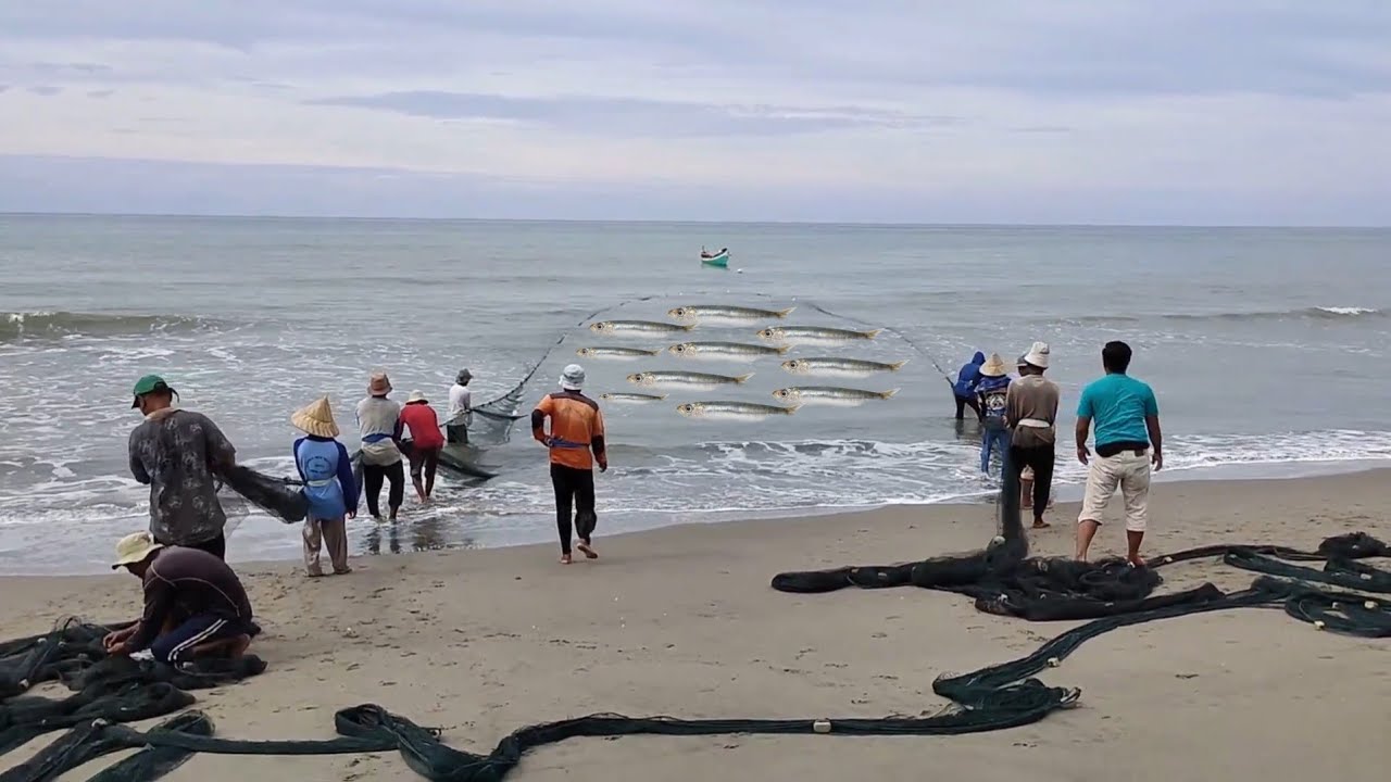 Massive Shore Fishing Catch | Beach Seine Net Technique