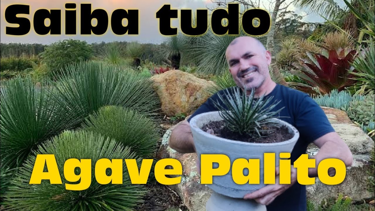 AGAVE PALITO - Saiba tudo sobre o cultivo dessa planta