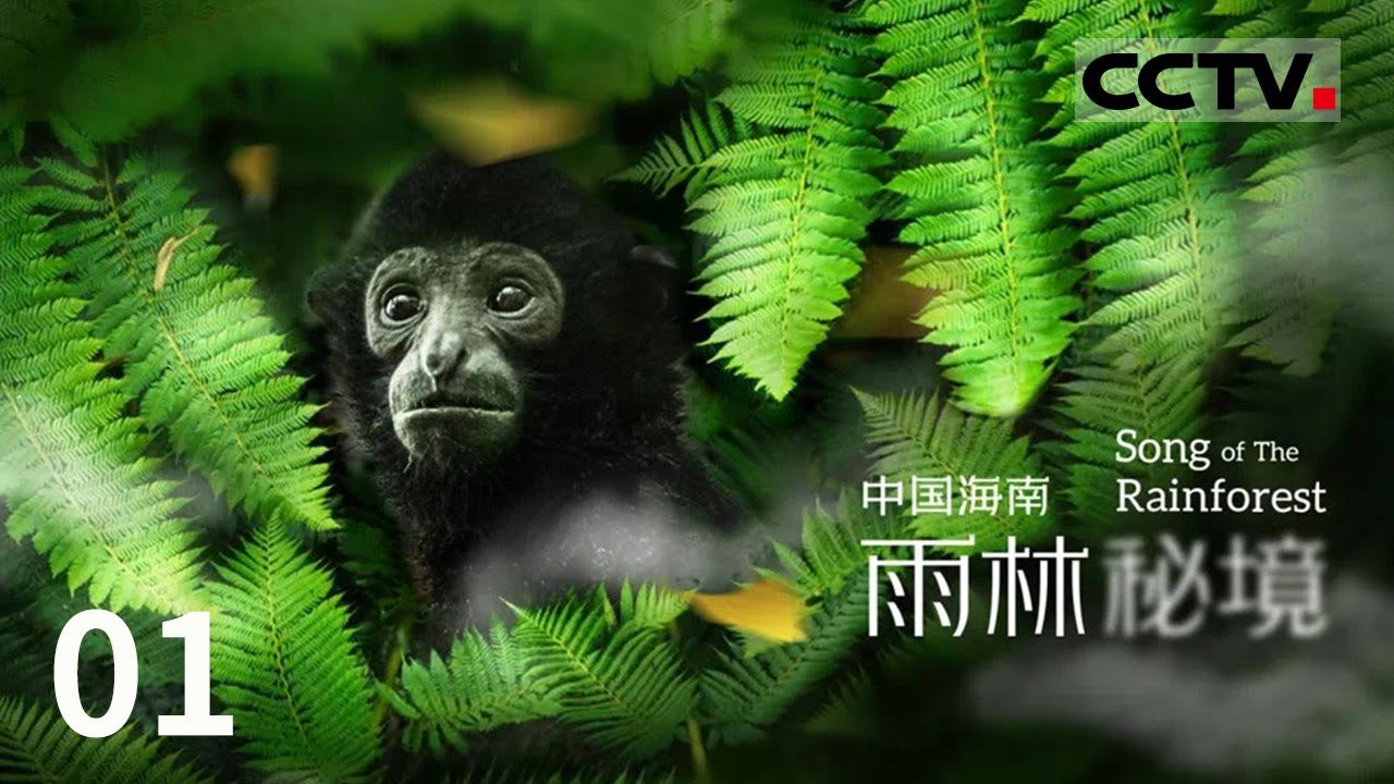 《中国海南 雨林秘境》揭秘雨林生物的多样性 全面展现海南热带雨林国家公园的魅力！EP01【CCTV纪录】