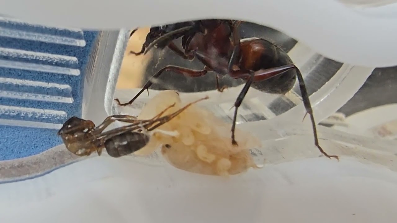 Nascita di una dinastia: La Regina Lasius niger e le sue prime operaie