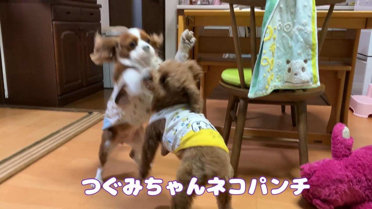 キャバリア犬　ちょこっと日常　つぐみちゃんかわいいネコパンチ