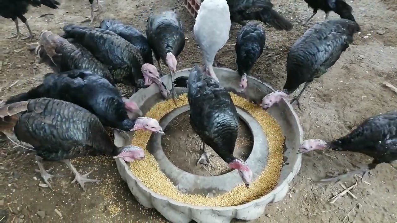 pavos comen sano alimento
