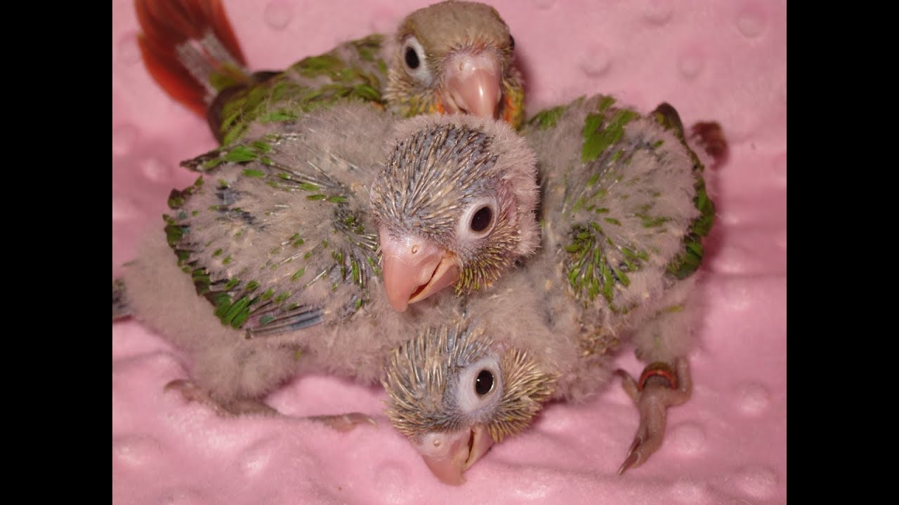 Feeding time for Baby Green Cheek Conures