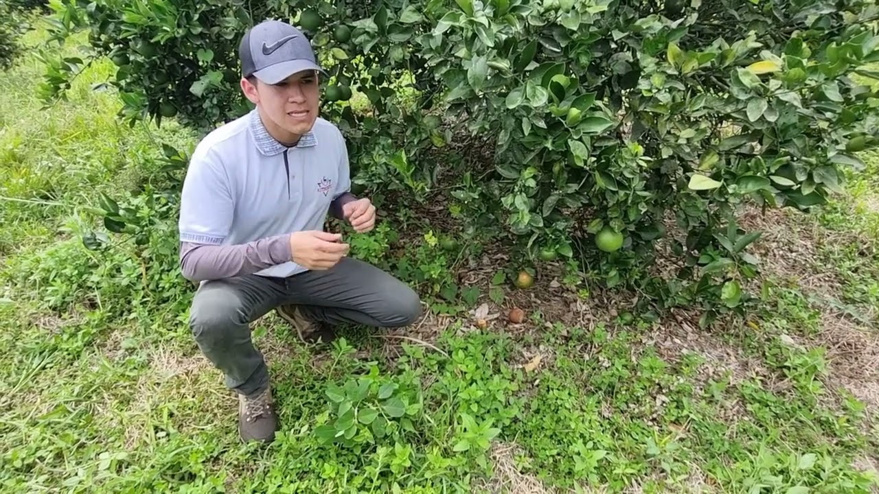 Factores en la precosecha, cosecha y postcosecha del cultivo de naranja valencia.