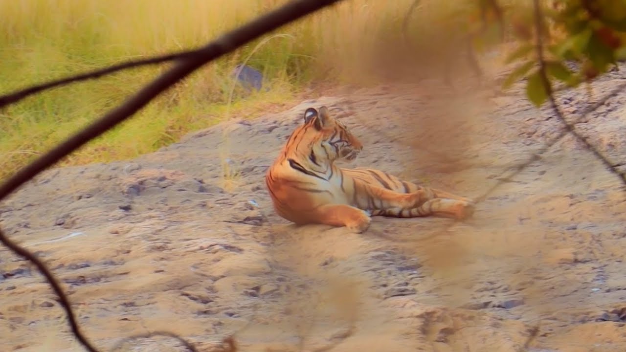 Warning : Finally met the locals(ഒടുവിൽ നാട്ടുകാരെ കണ്ടുമുട്ടി ) #animalshorts #tiger #monkey #viral