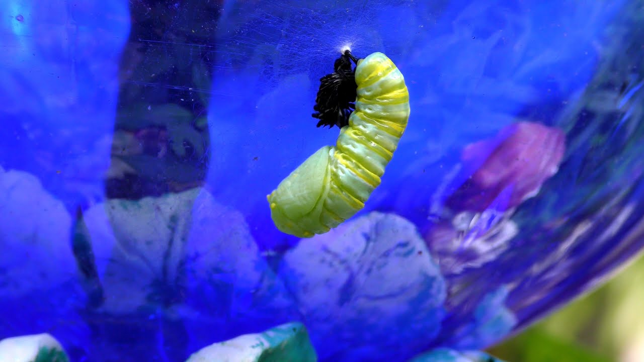 Monarch Metamorphosis FYV