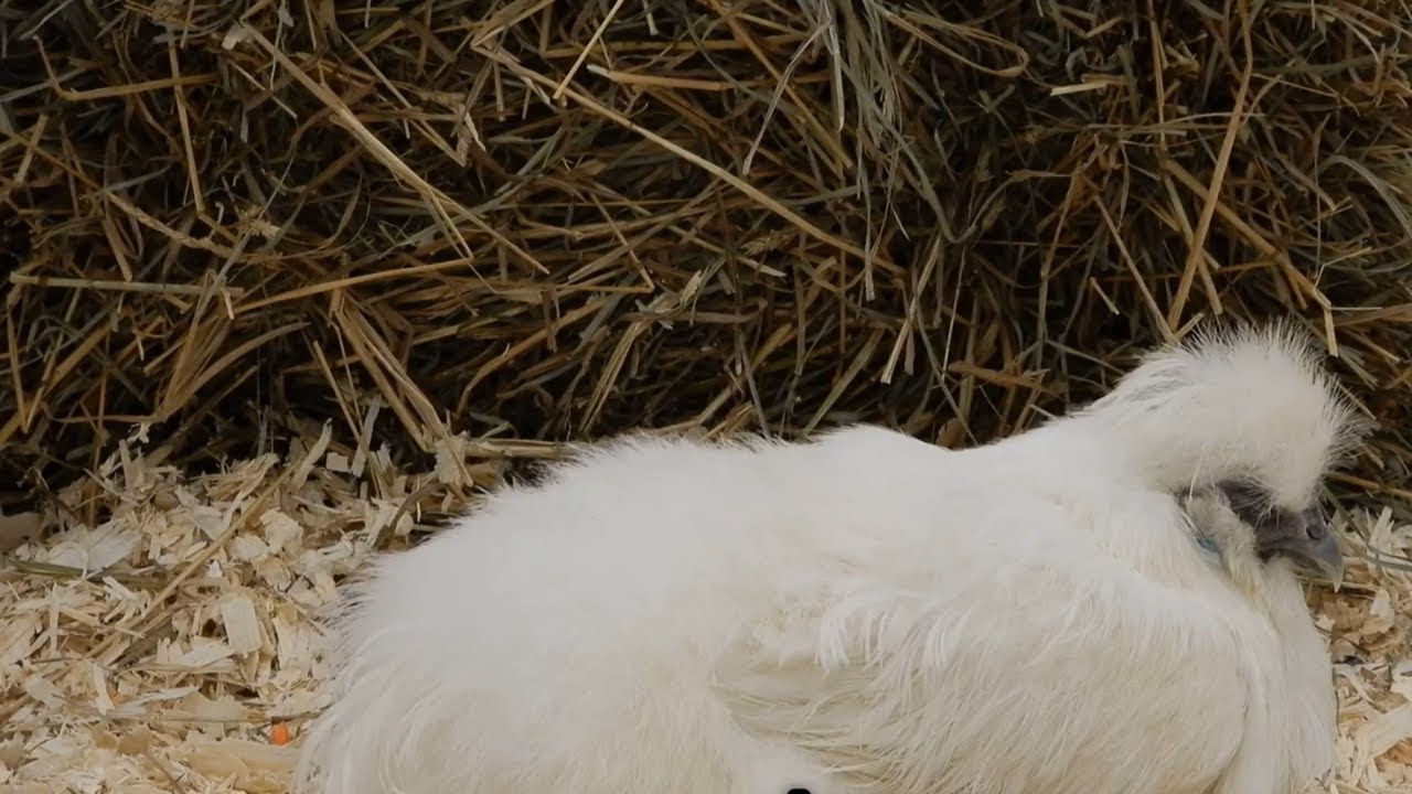 Why Bresse Chicken Is the World’s Most Famous Bird 